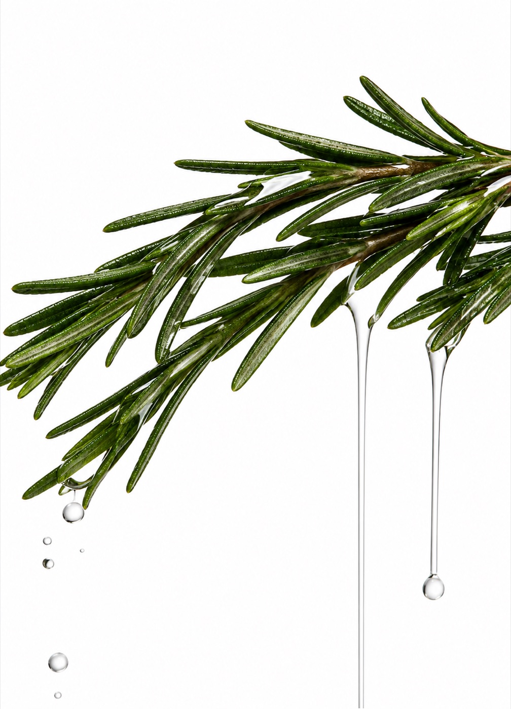 Rosemary sprig with gel droplets